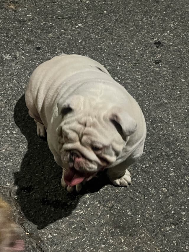 Bulldog Puppies media 14
