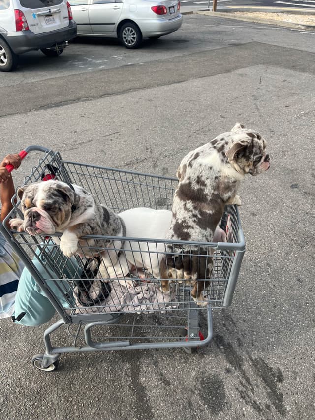 Bulldog Puppies media 15