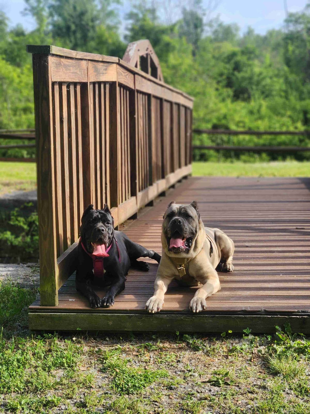 Cane Corso Puppies breeder image 2