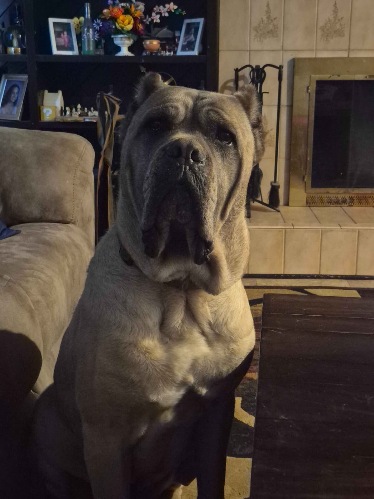 Cane Corso Puppies breeder image 3
