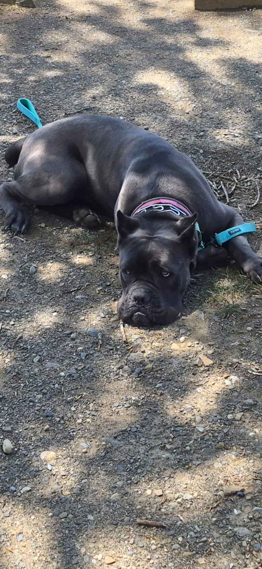 Cane Corso Puppies breeder image 4