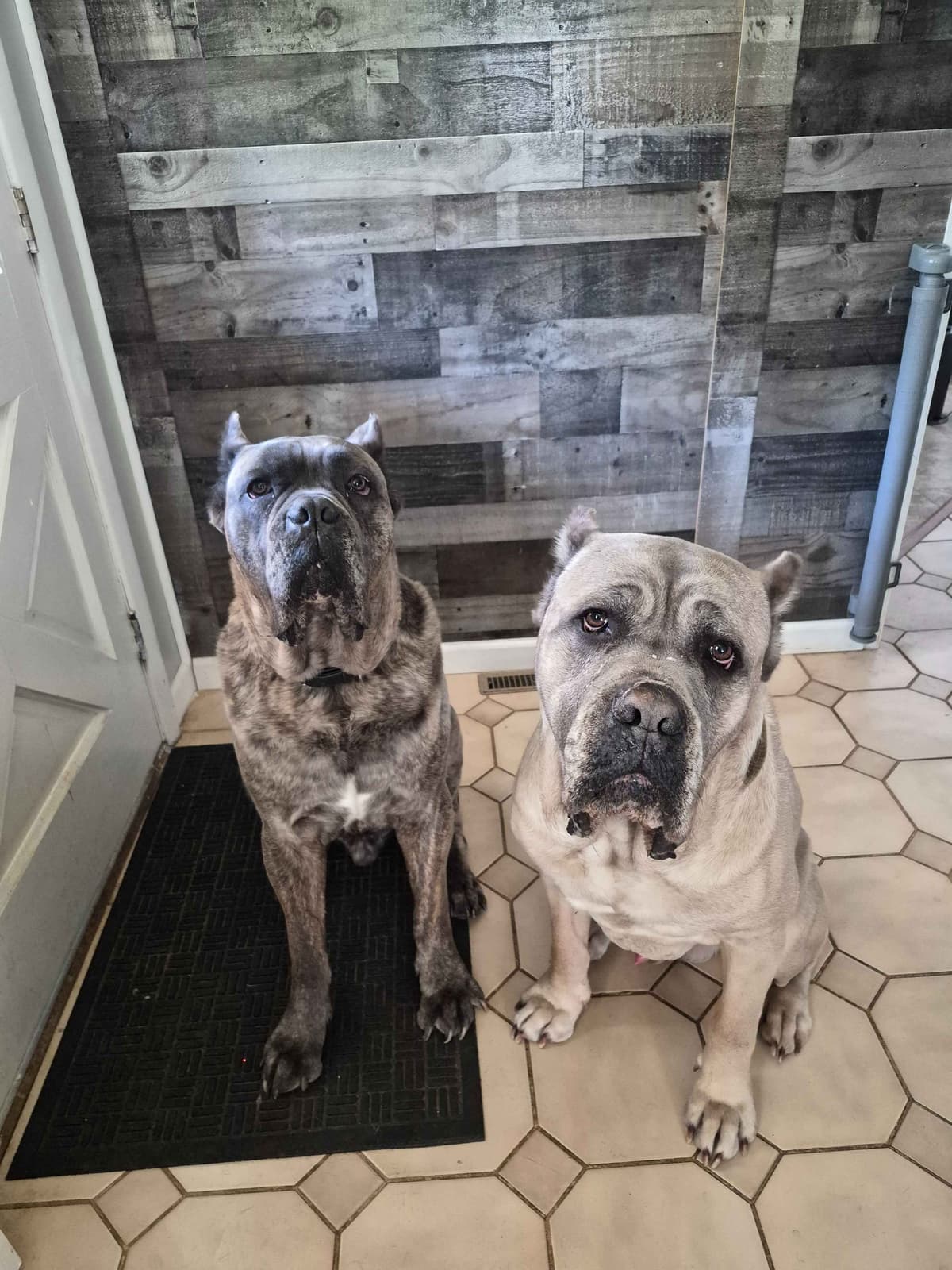 Cane Corso Puppies breeder image 5