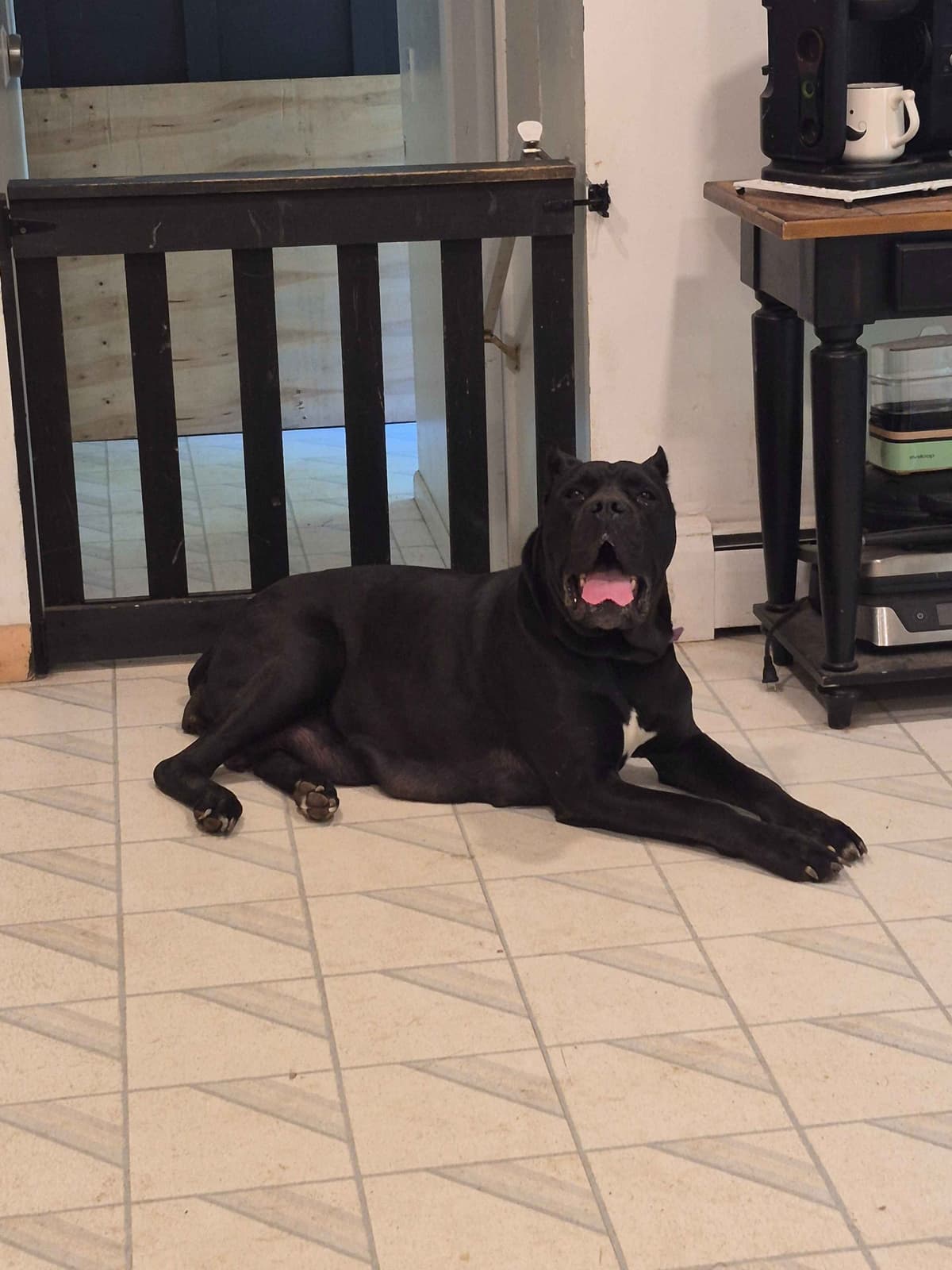 Cane Corso Puppies breeder image 6
