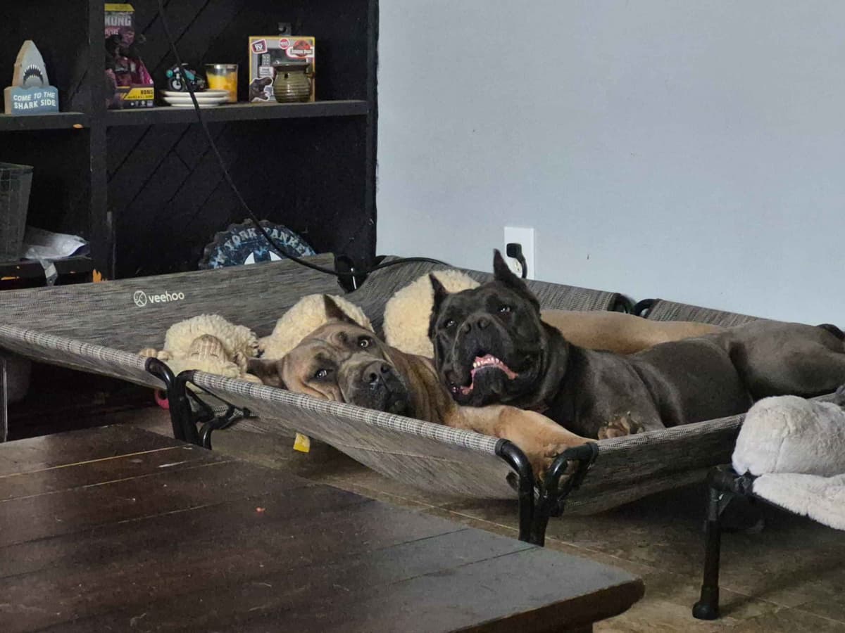 Cane Corso Puppies breeder image 7