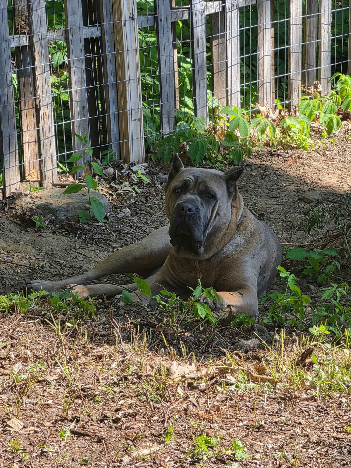 Cane Corso Puppies breeder image 9