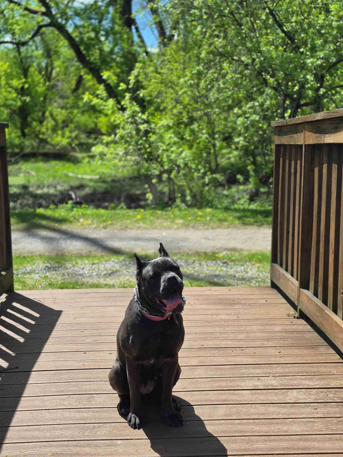 Cane Corso Puppies breeder image 10
