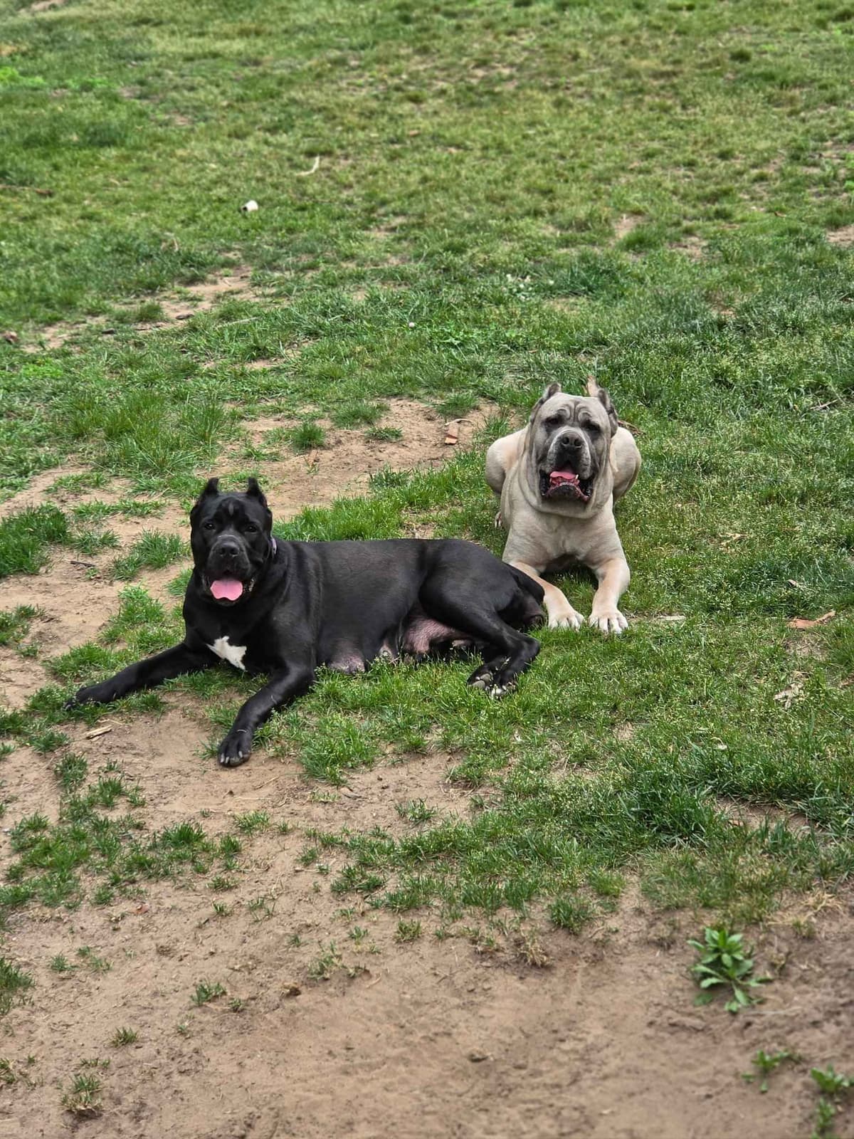 Cane Corso Puppies breeder image 1