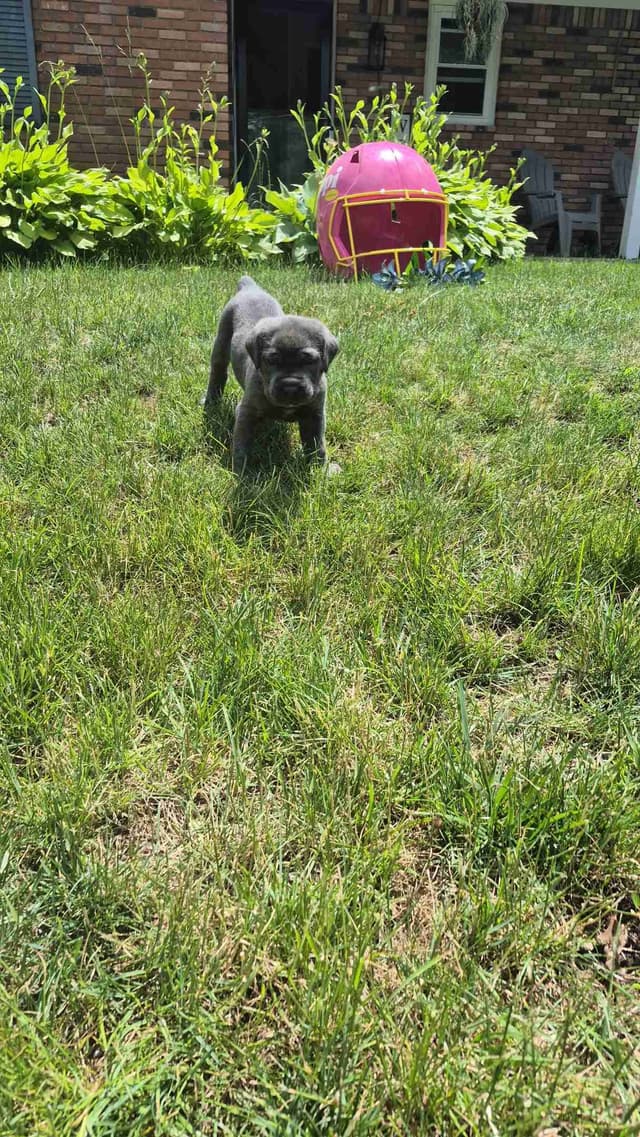 Cane Corso Puppies media 2