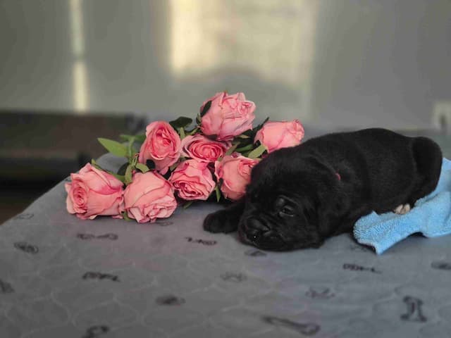 Cane Corso Puppies media 3