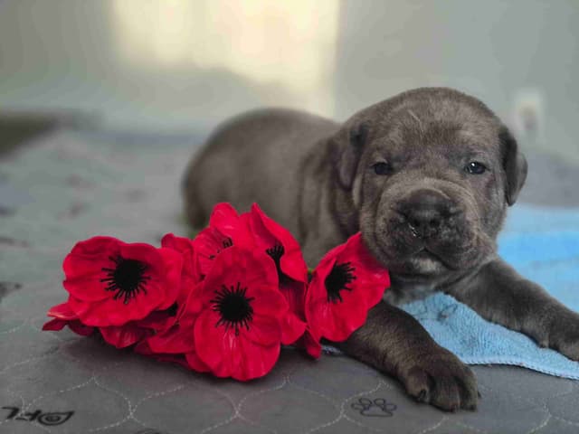 Cane Corso Puppies media 5