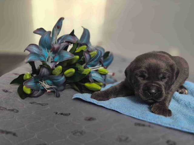 Cane Corso Puppies media 4