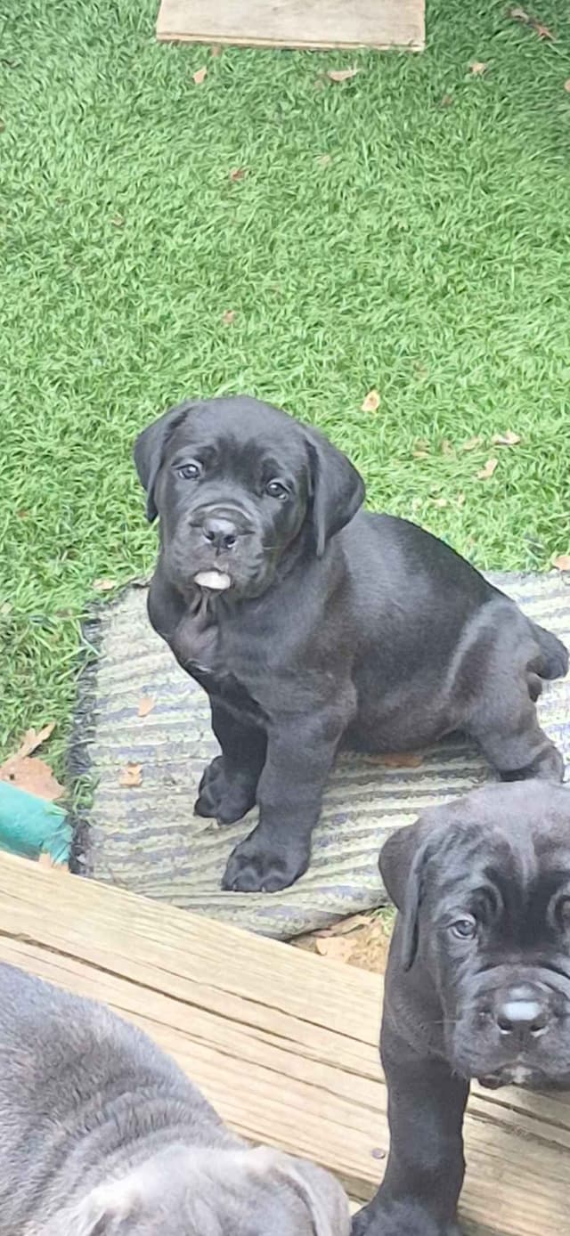 Cane Corso Puppies media 7
