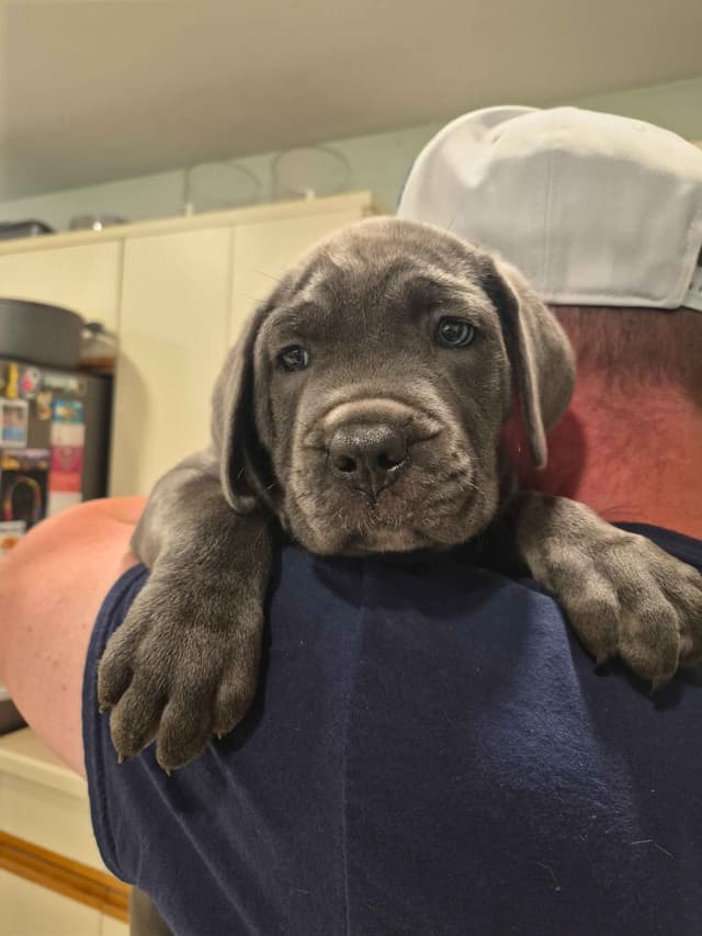 Cane Corso Puppies media 8