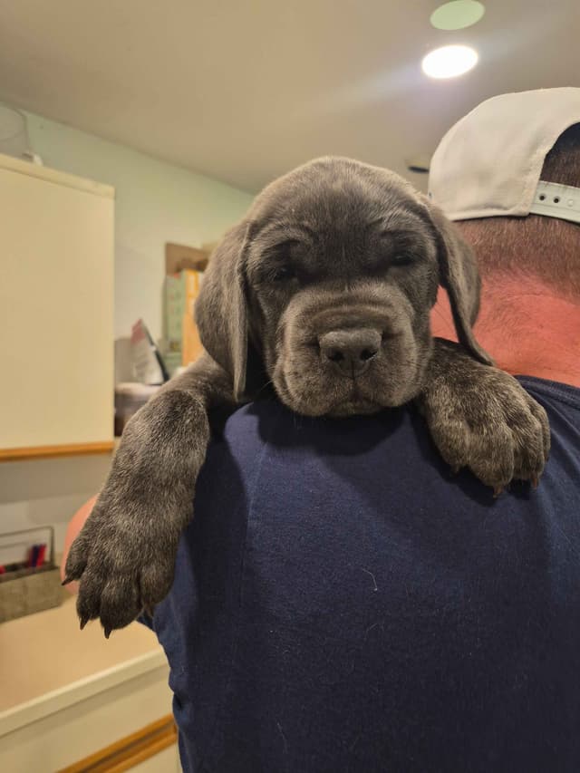 Cane Corso Puppies media 9
