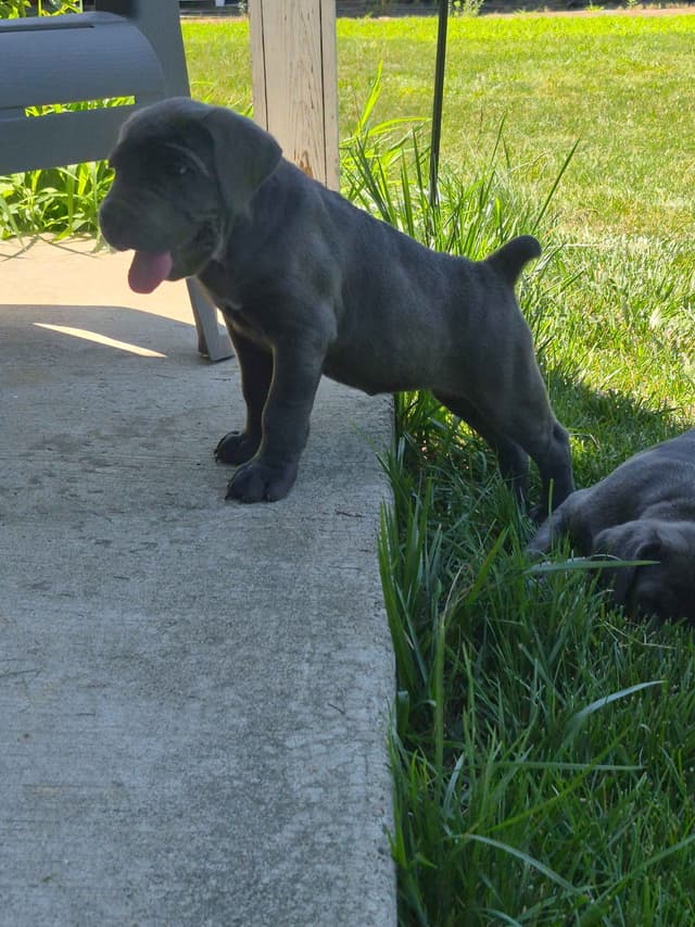 Cane Corso Puppies media 10