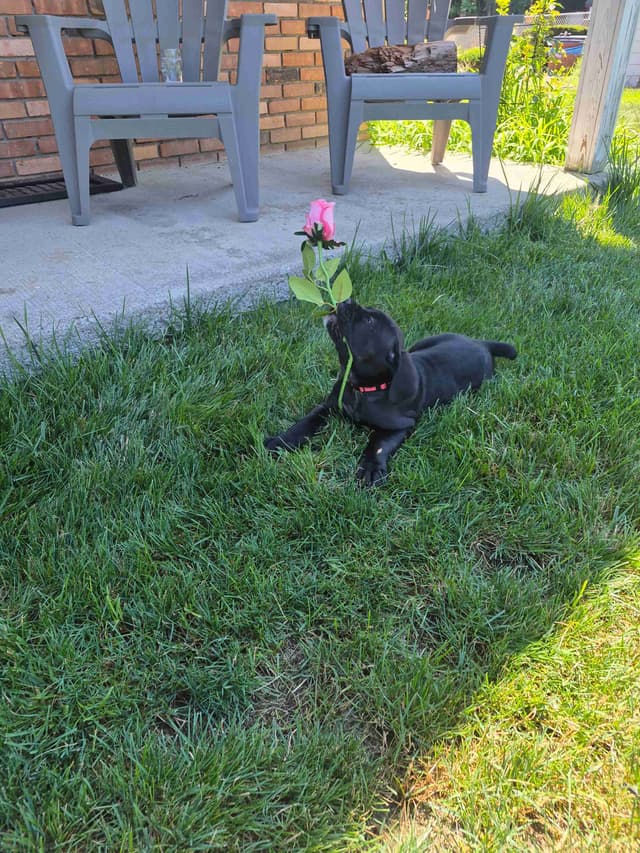 Cane Corso Puppies media 11