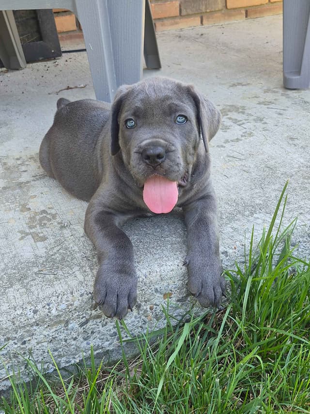 Cane Corso Puppies media 12