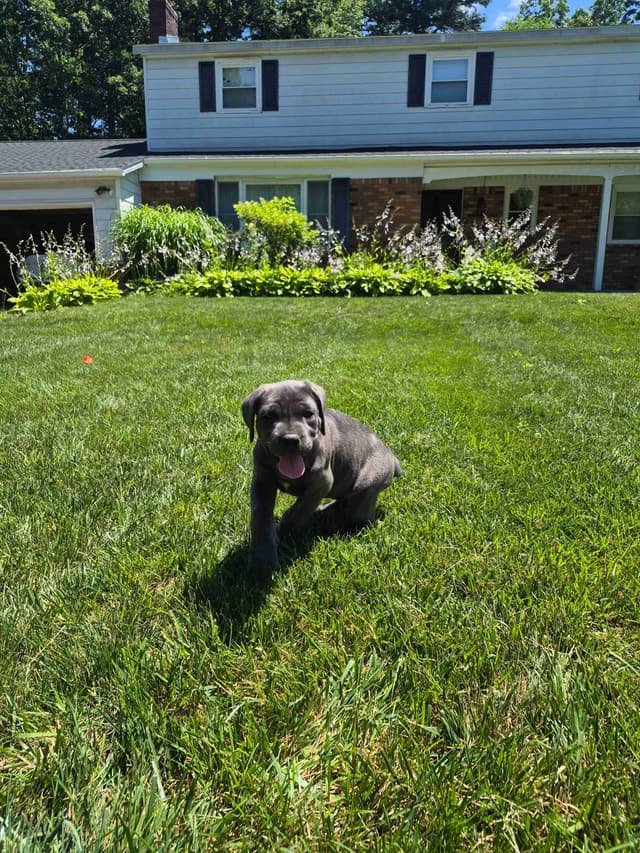 Cane Corso Puppies media 13
