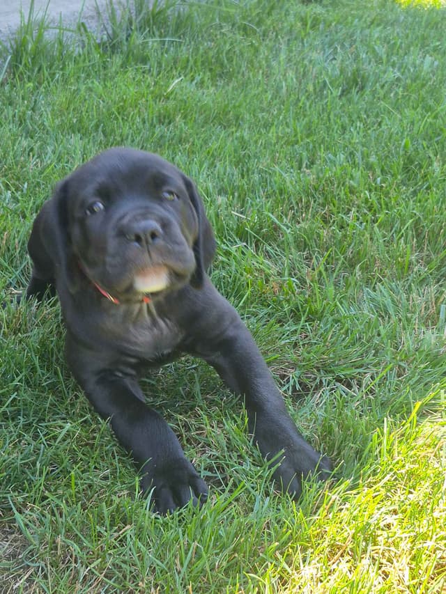 Cane Corso Puppies media 15