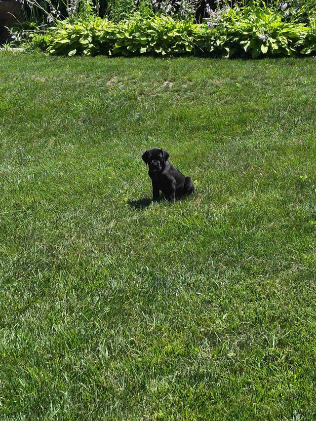 Cane Corso Puppies media 16