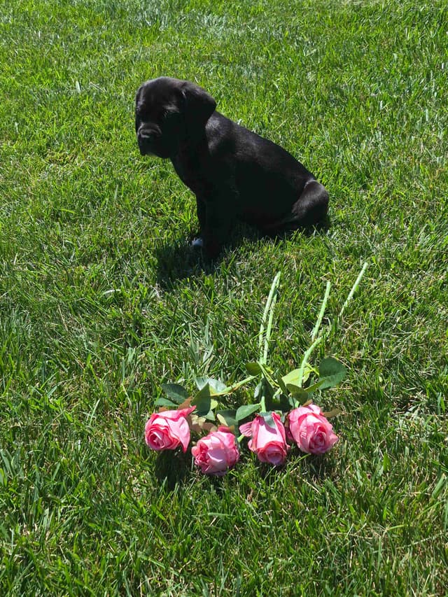 Cane Corso Puppies media 14