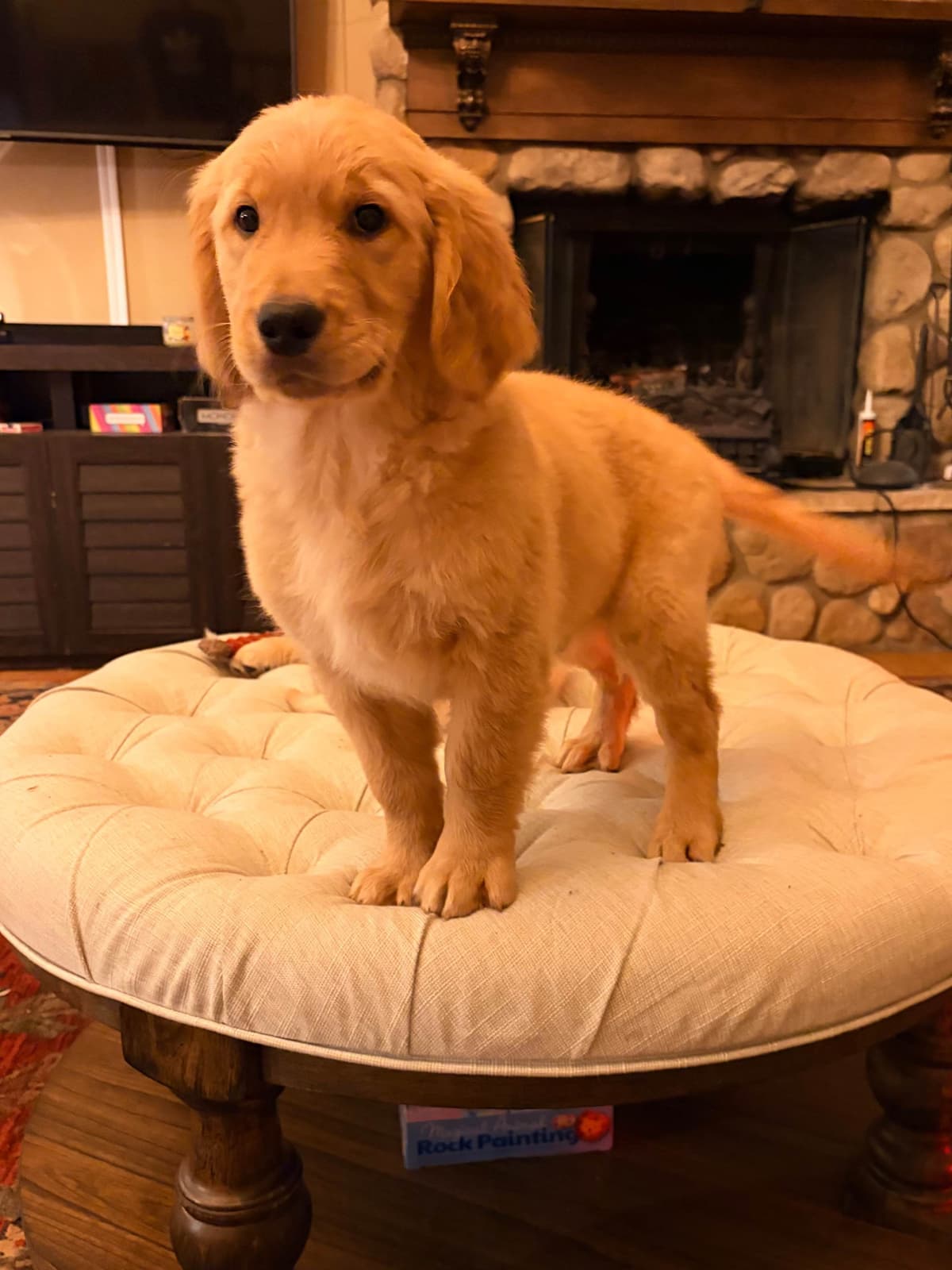 Mountain Golden Retrievers breeder image 3