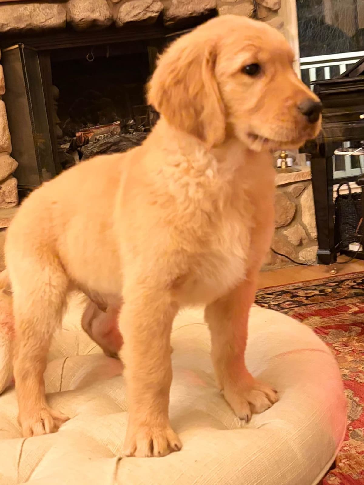 Mountain Golden Retrievers breeder image 4