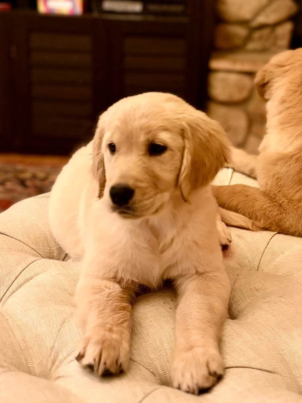 Mountain Golden Retrievers breeder image 8