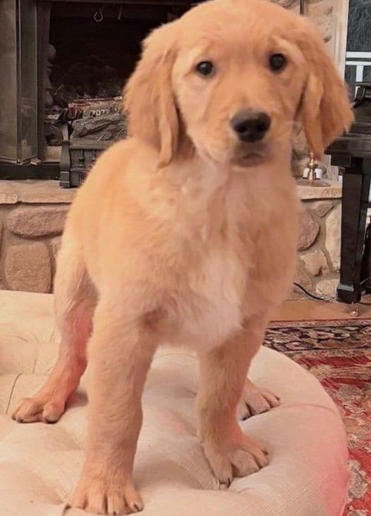 Mountain Golden Retrievers breeder image 5