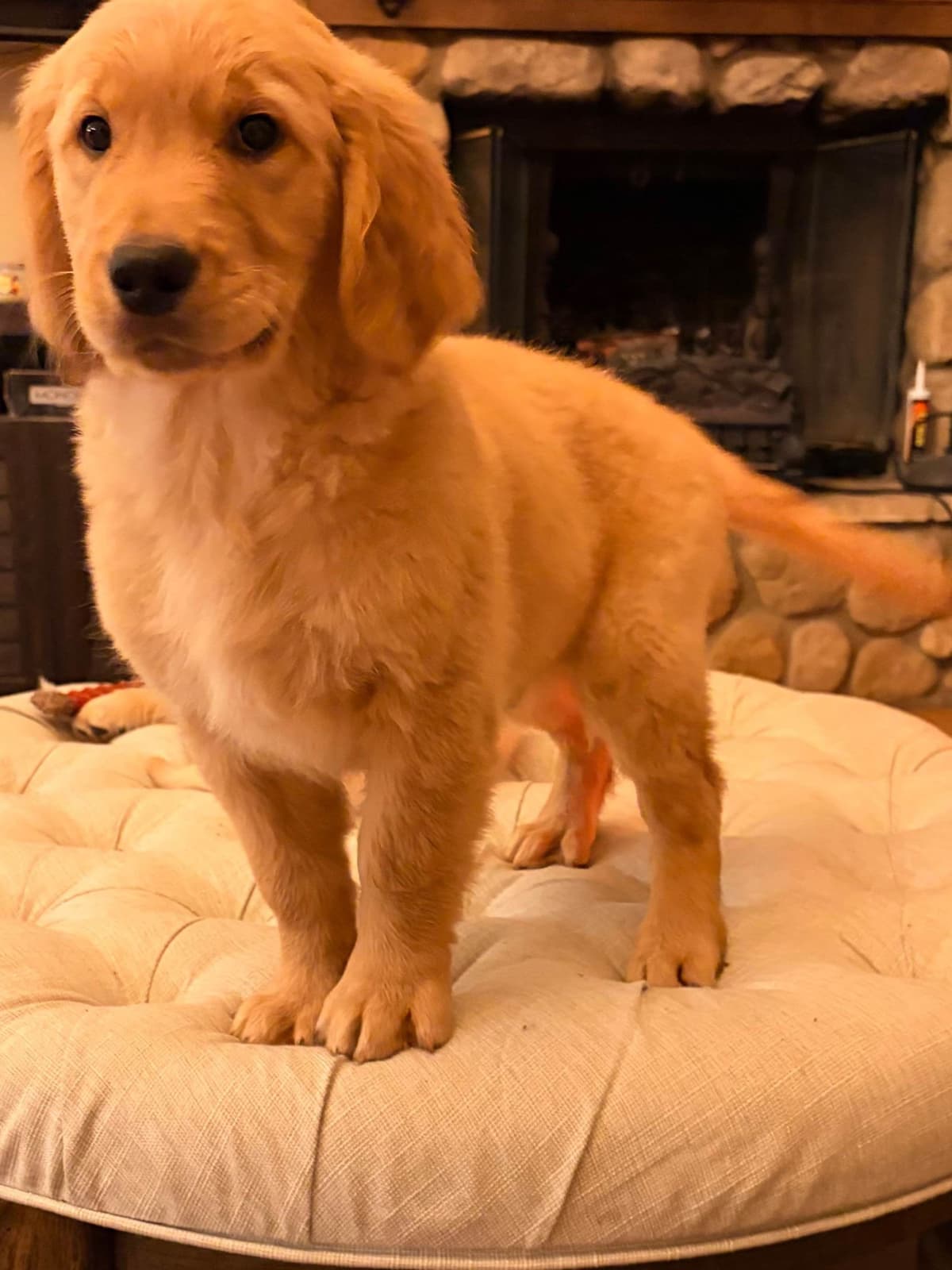 Mountain Golden Retrievers breeder image 6