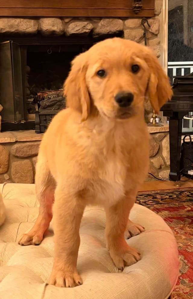 Mountain Golden Retrievers media 2