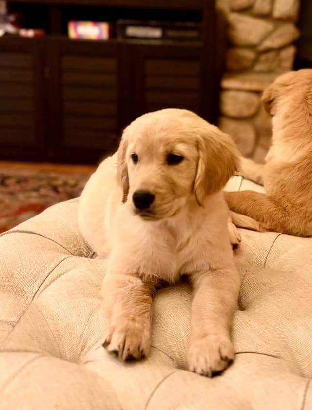 Mountain Golden Retrievers media 3