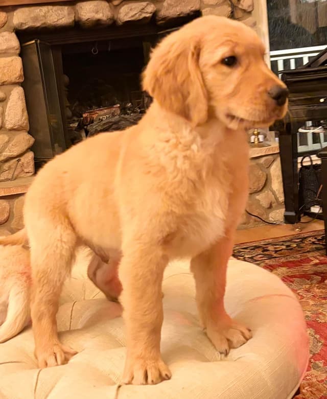 Mountain Golden Retrievers media 4