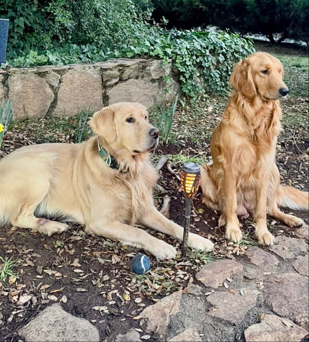 Mountain Golden Retrievers breeder image 7