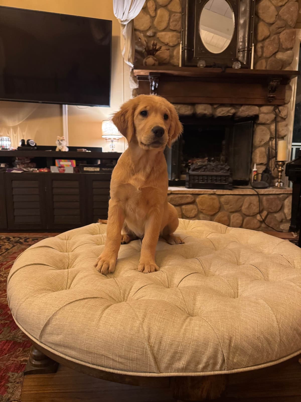 Mountain Golden Retrievers breeder image 10