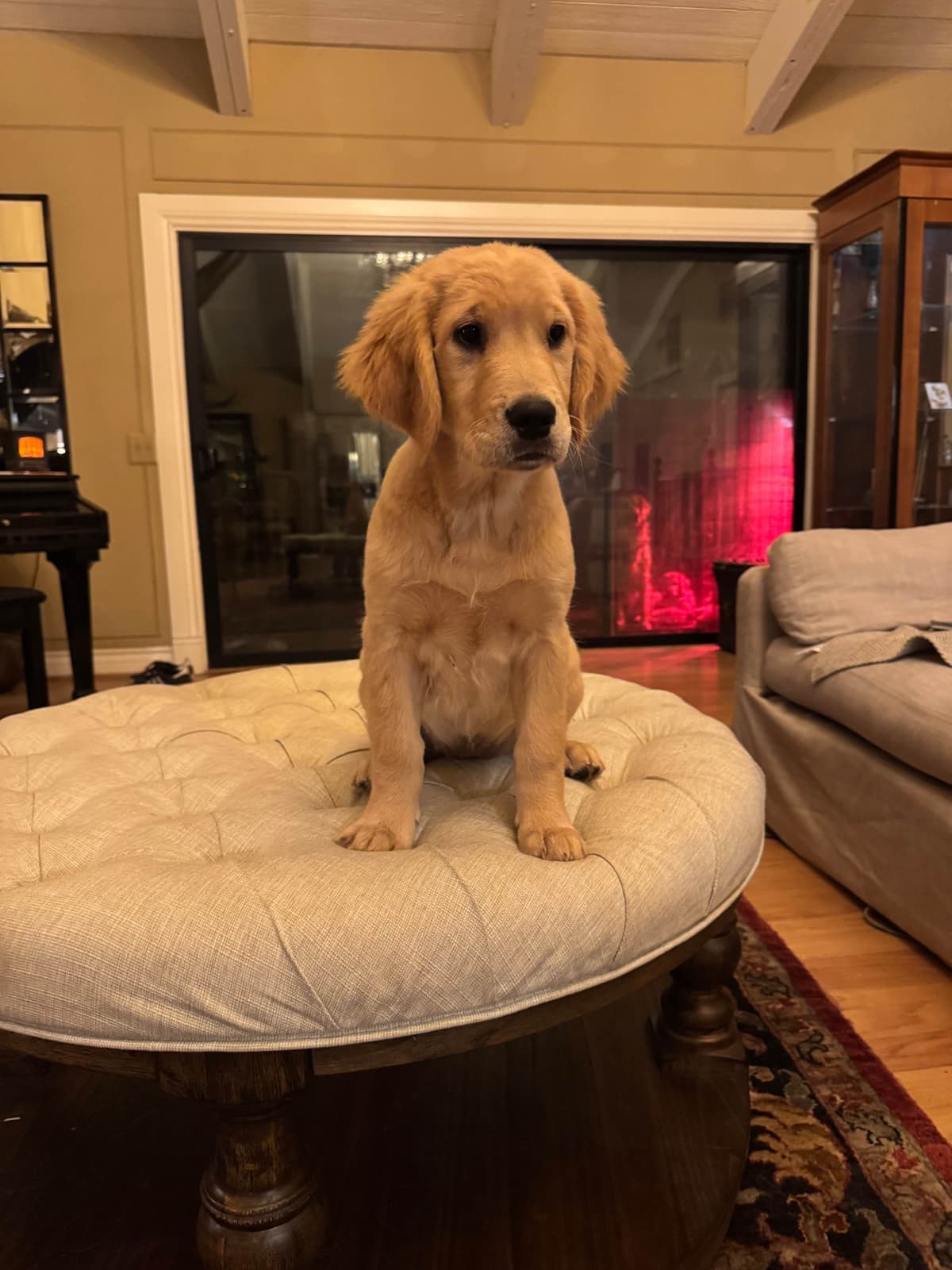 Mountain Golden Retrievers breeder image 13