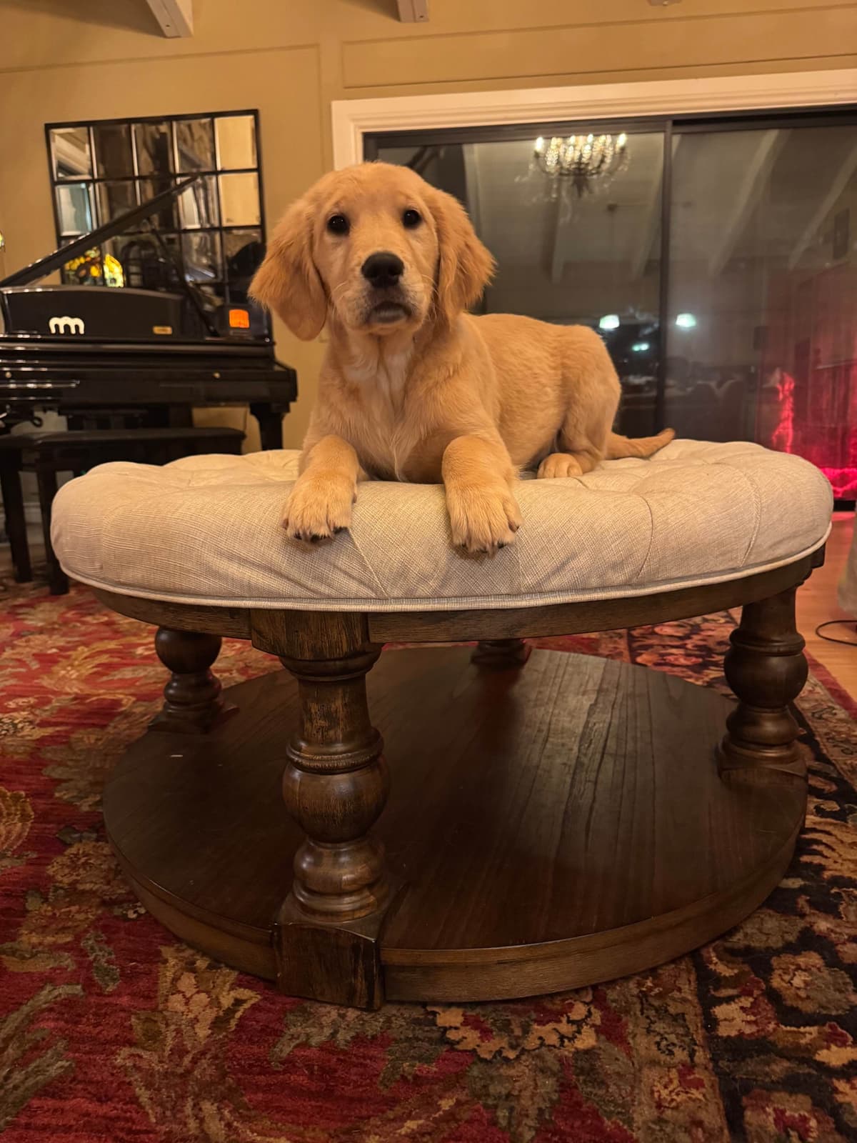 Mountain Golden Retrievers breeder image 17