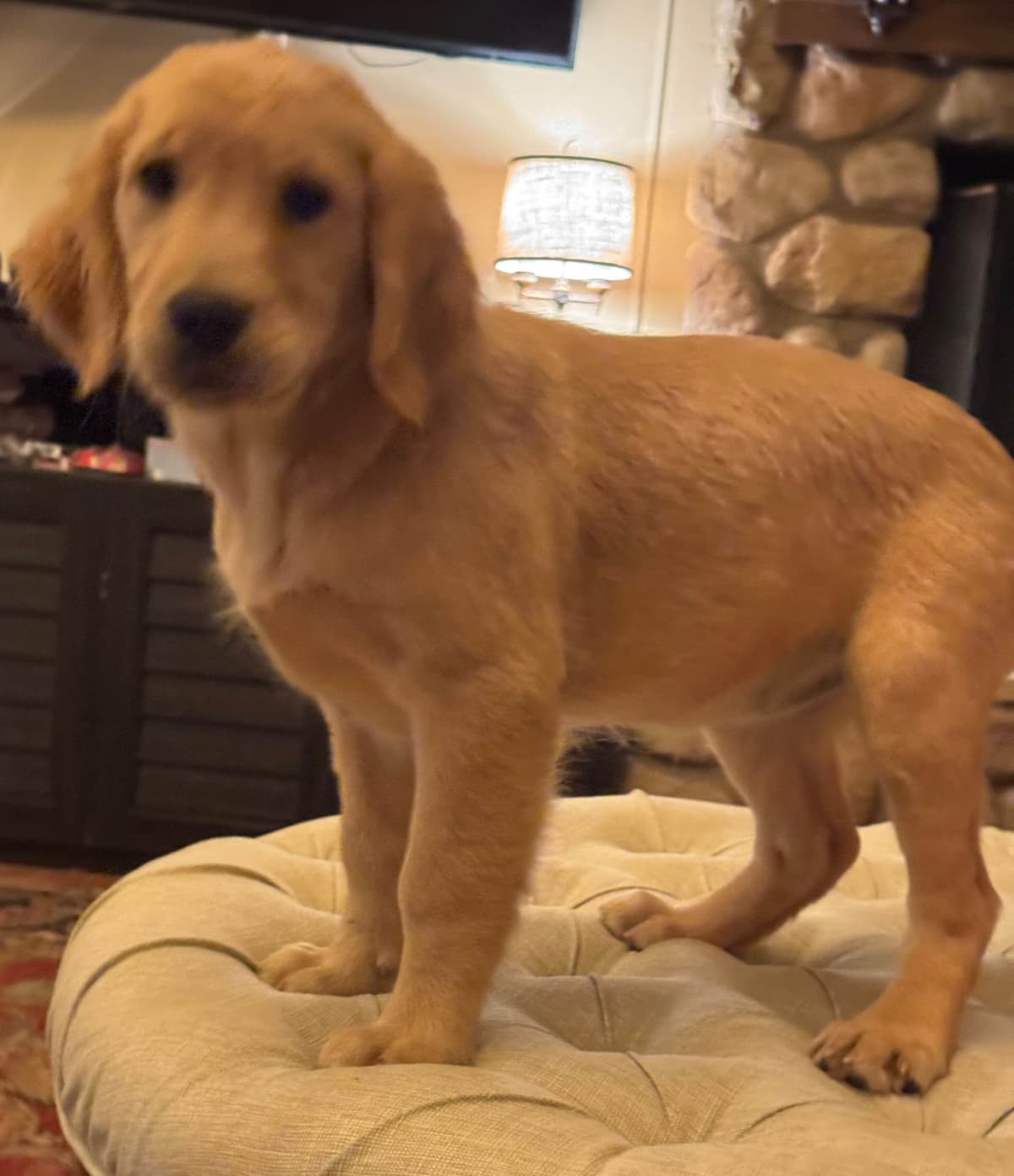 Mountain Golden Retrievers breeder image 15