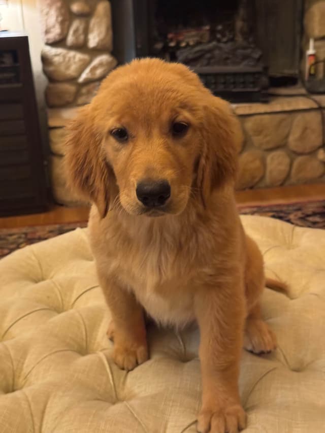 Mountain Golden Retrievers media 5