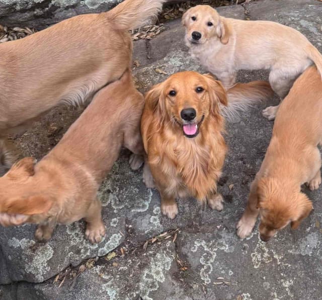 Mountain Golden Retrievers media 6