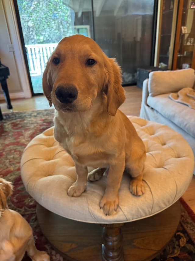 Mountain Golden Retrievers media 7