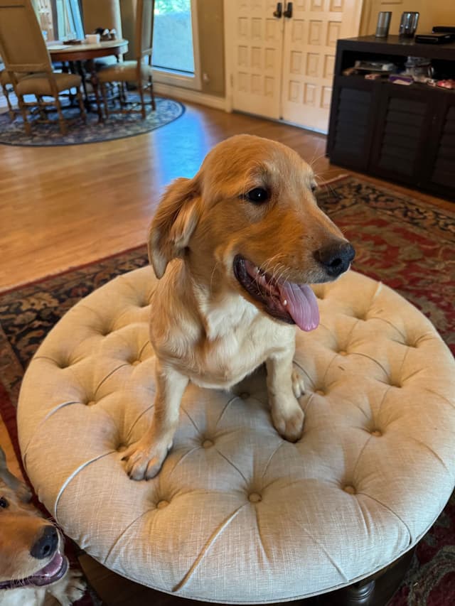 Mountain Golden Retrievers media 8