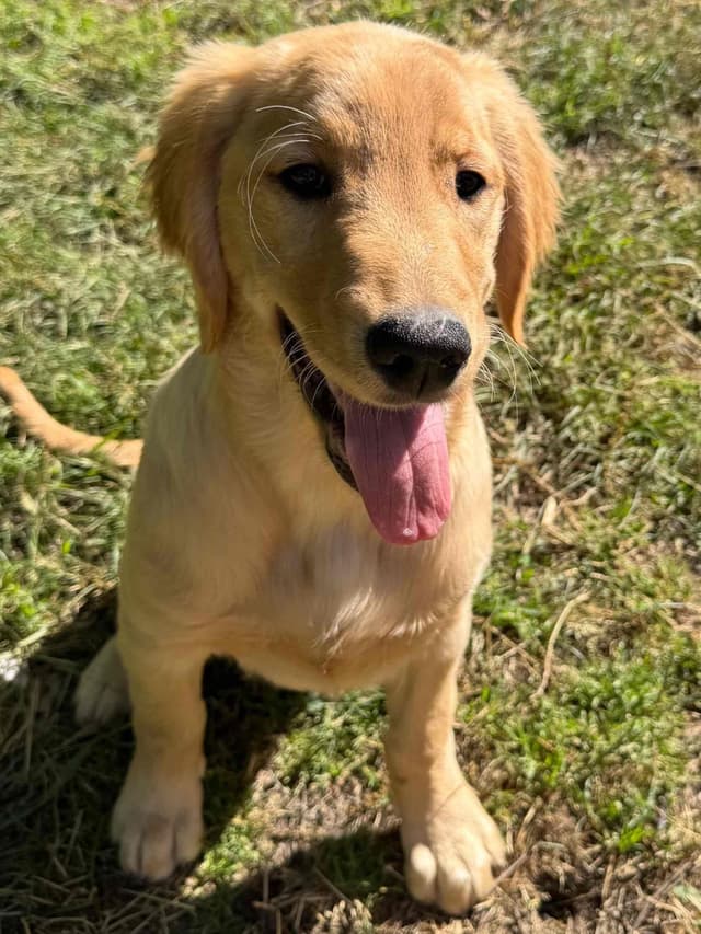 Mountain Golden Retrievers media 11