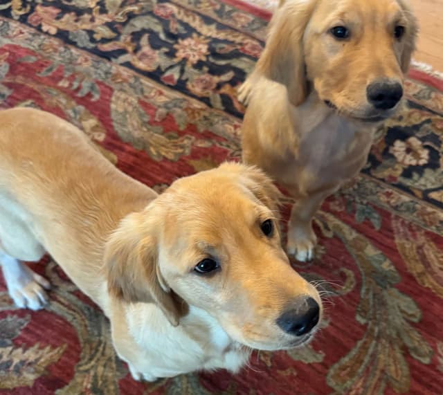 Mountain Golden Retrievers media 12