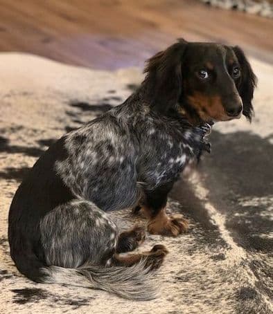 Dachshund Puppies breeder image 1