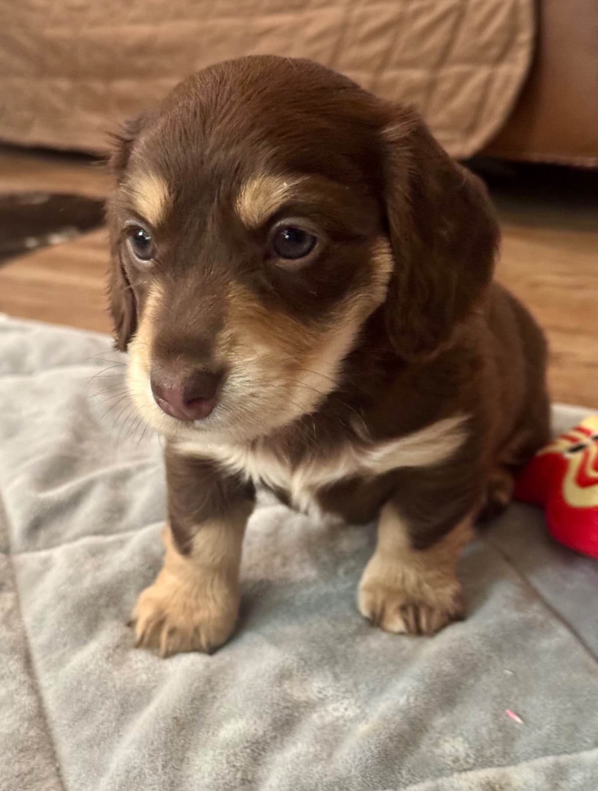 Dachshund Puppies breeder image 3