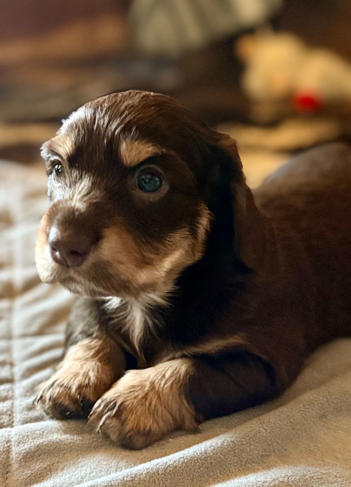 Dachshund Puppies breeder image 6