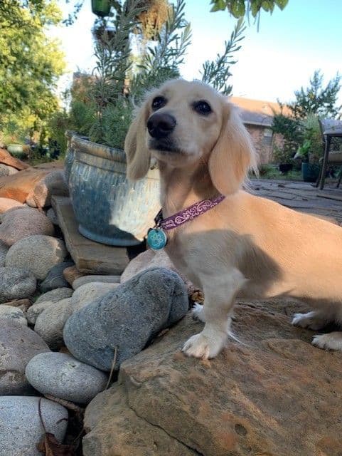 Dachshund Puppies media 2
