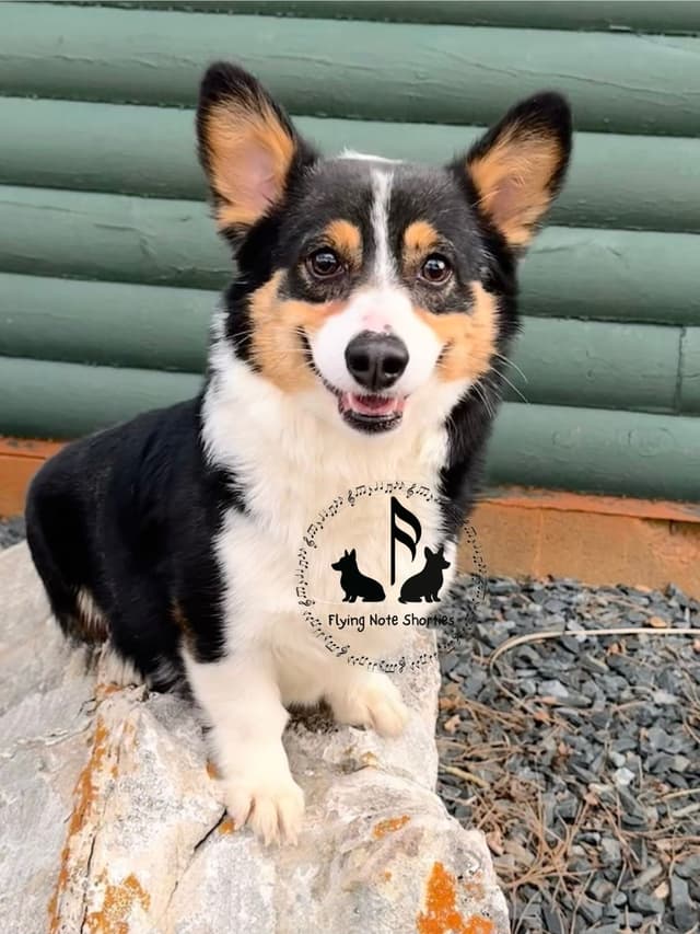Fluffy pending, Pembroke Welsh Corgi Puppies with tails media 3