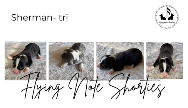 Fluffy pending, Pembroke Welsh Corgi Puppies with tails media 4